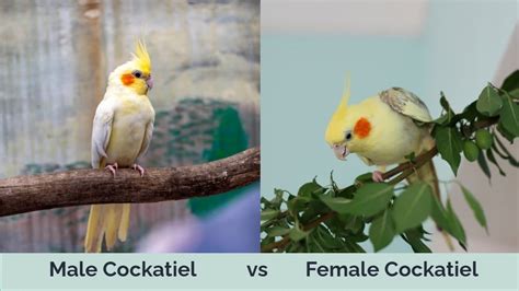 difference between male and female cockatiel|how to tell if a cockatiel is male or female.